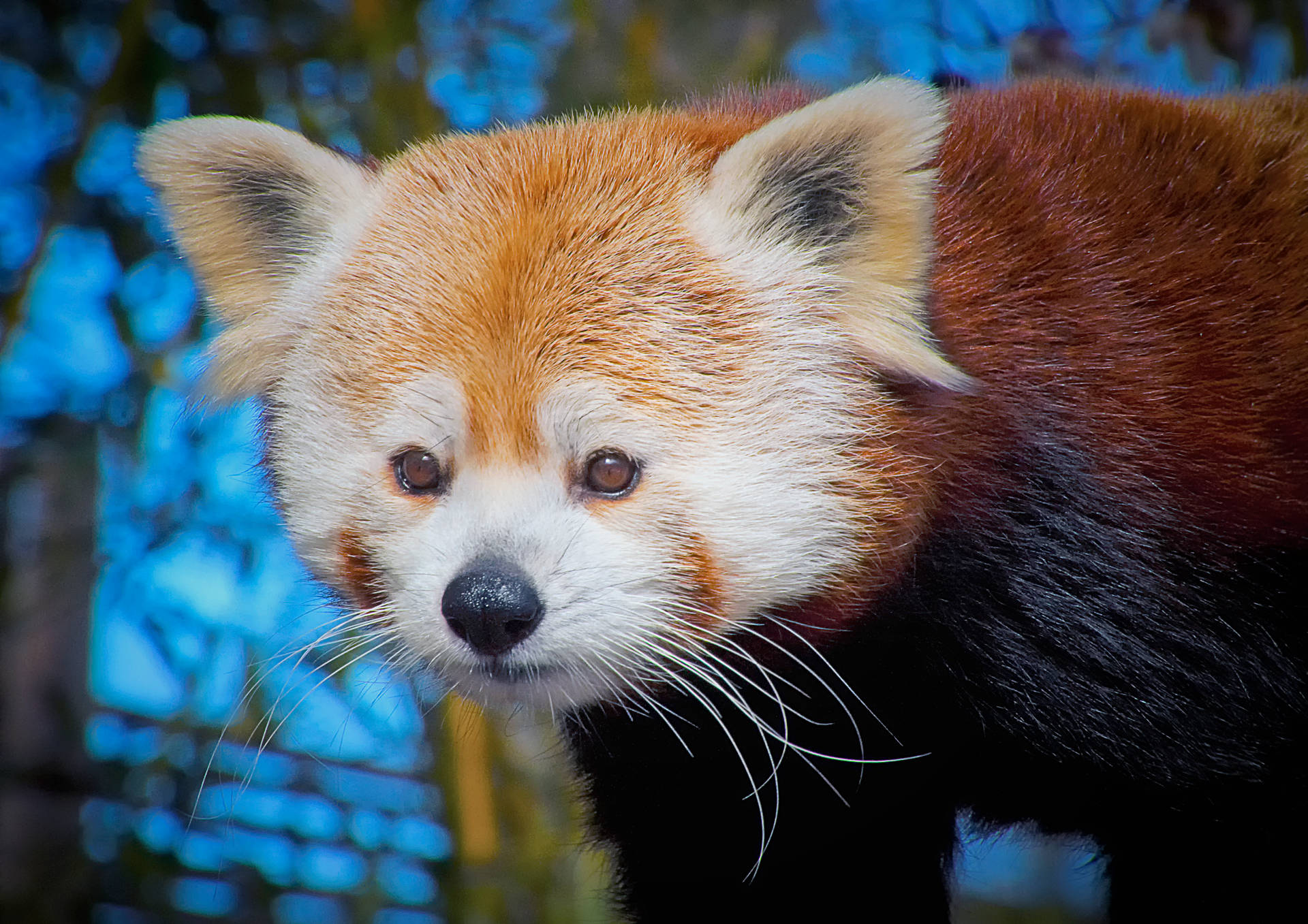 Red Panda Set Of Eyes