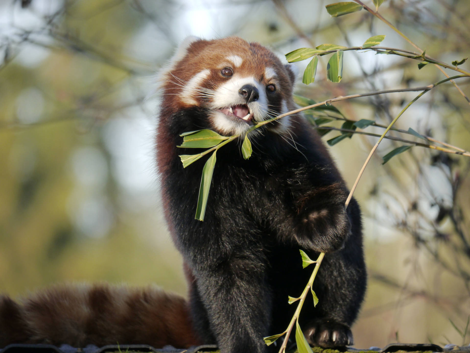 Red Panda Sharp Set Of Canines Background