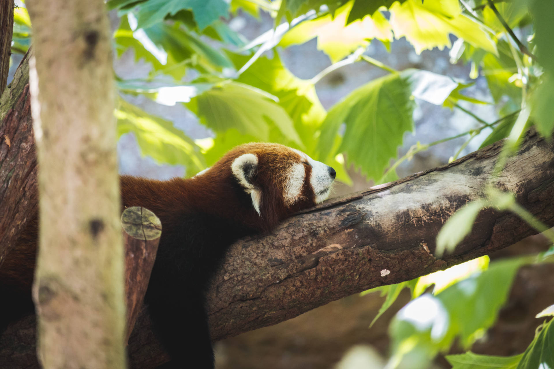 Red Panda Sleeping On Tree Background
