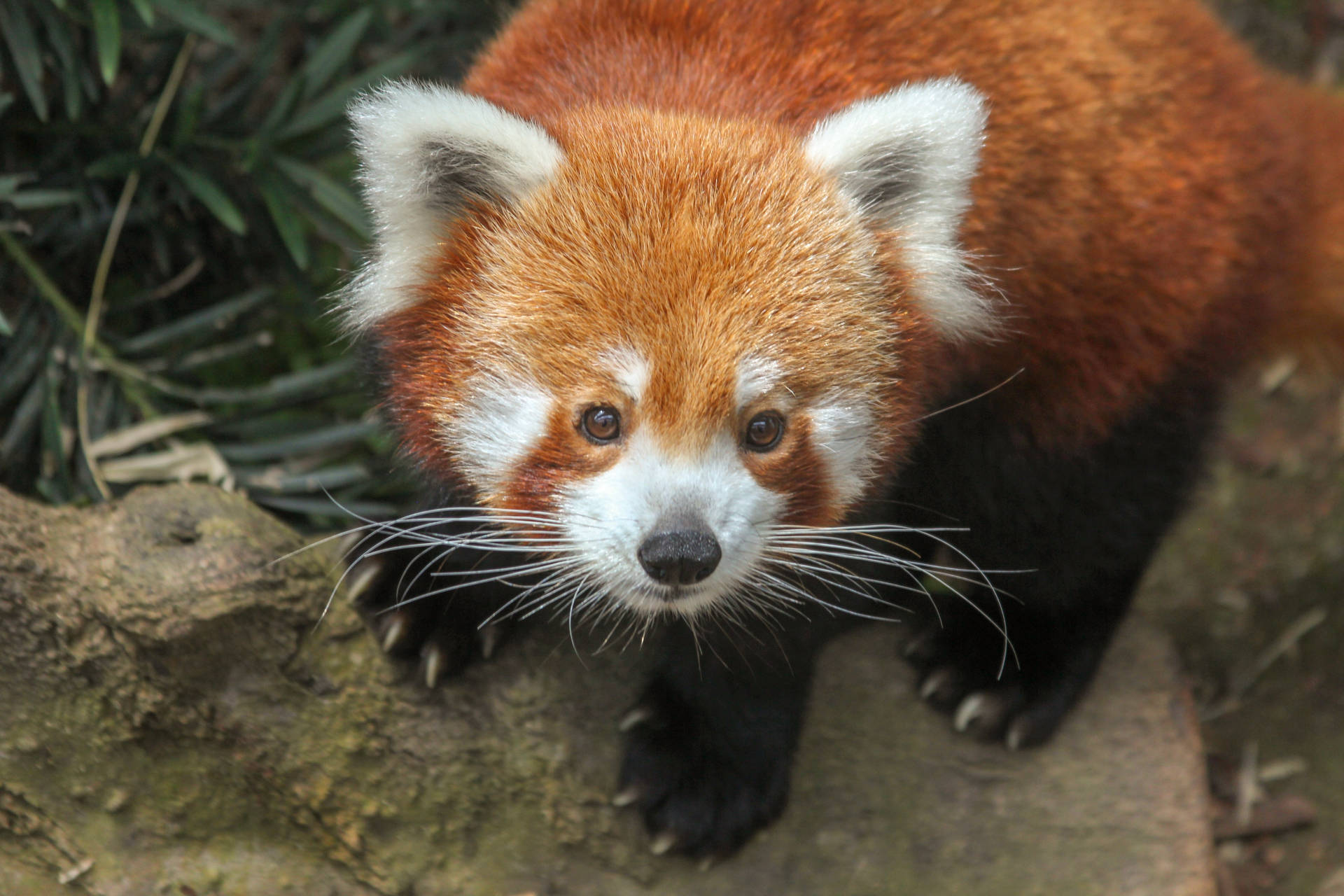 Red Panda Transitioning Red Coat Background