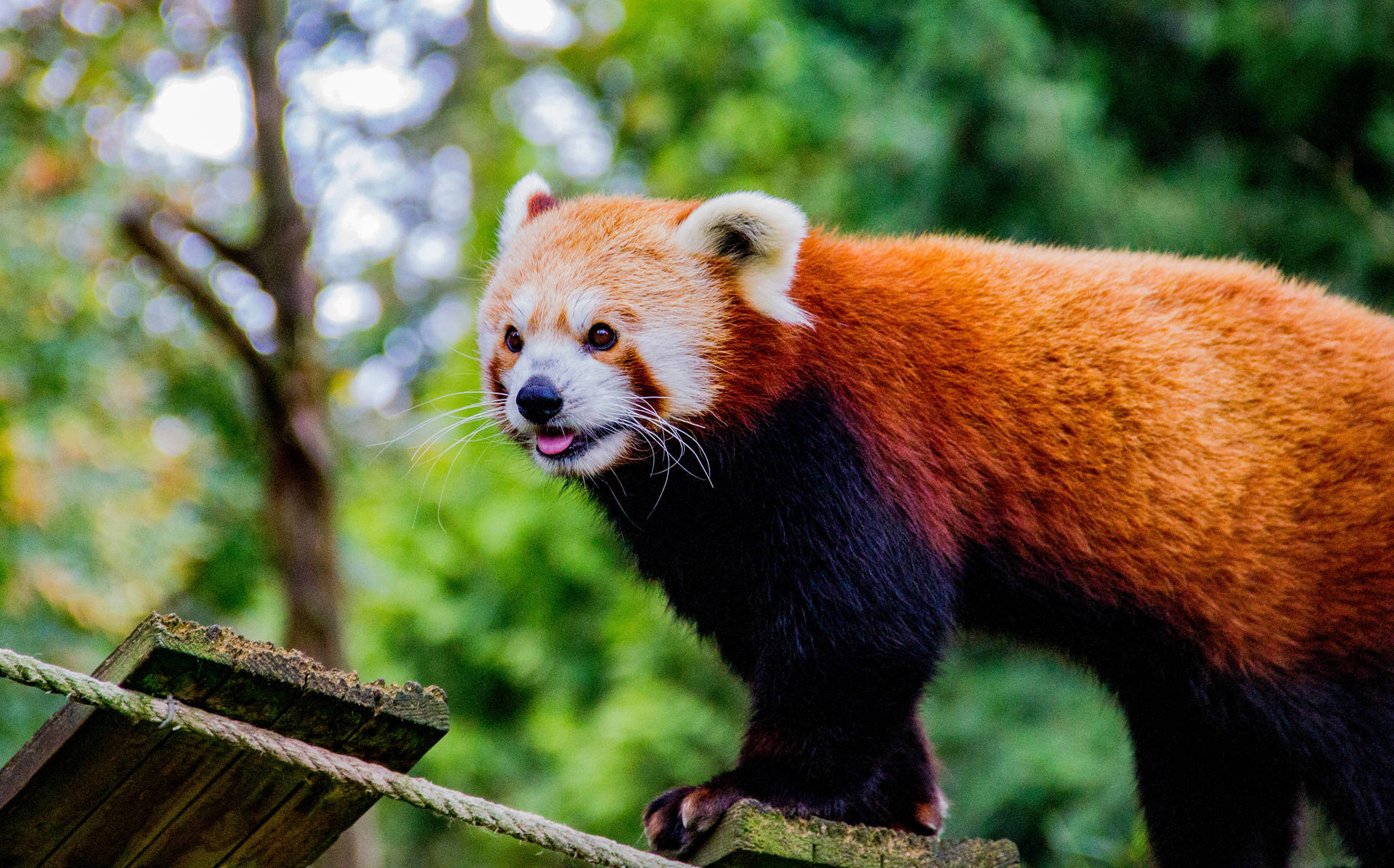 Red Panda Two Toned Coloured Fur