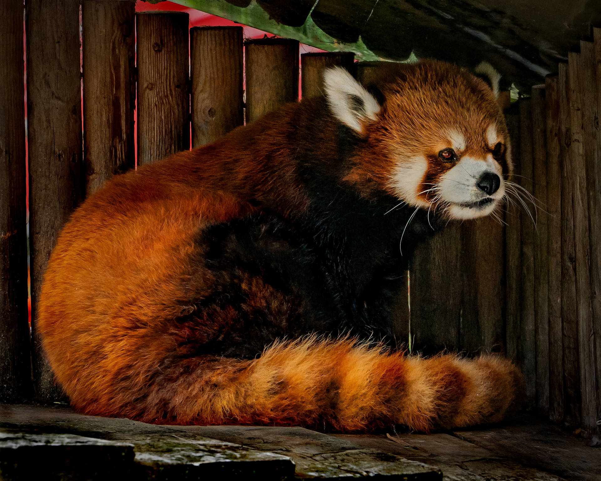 Red Panda Under Cover Of Roof Background