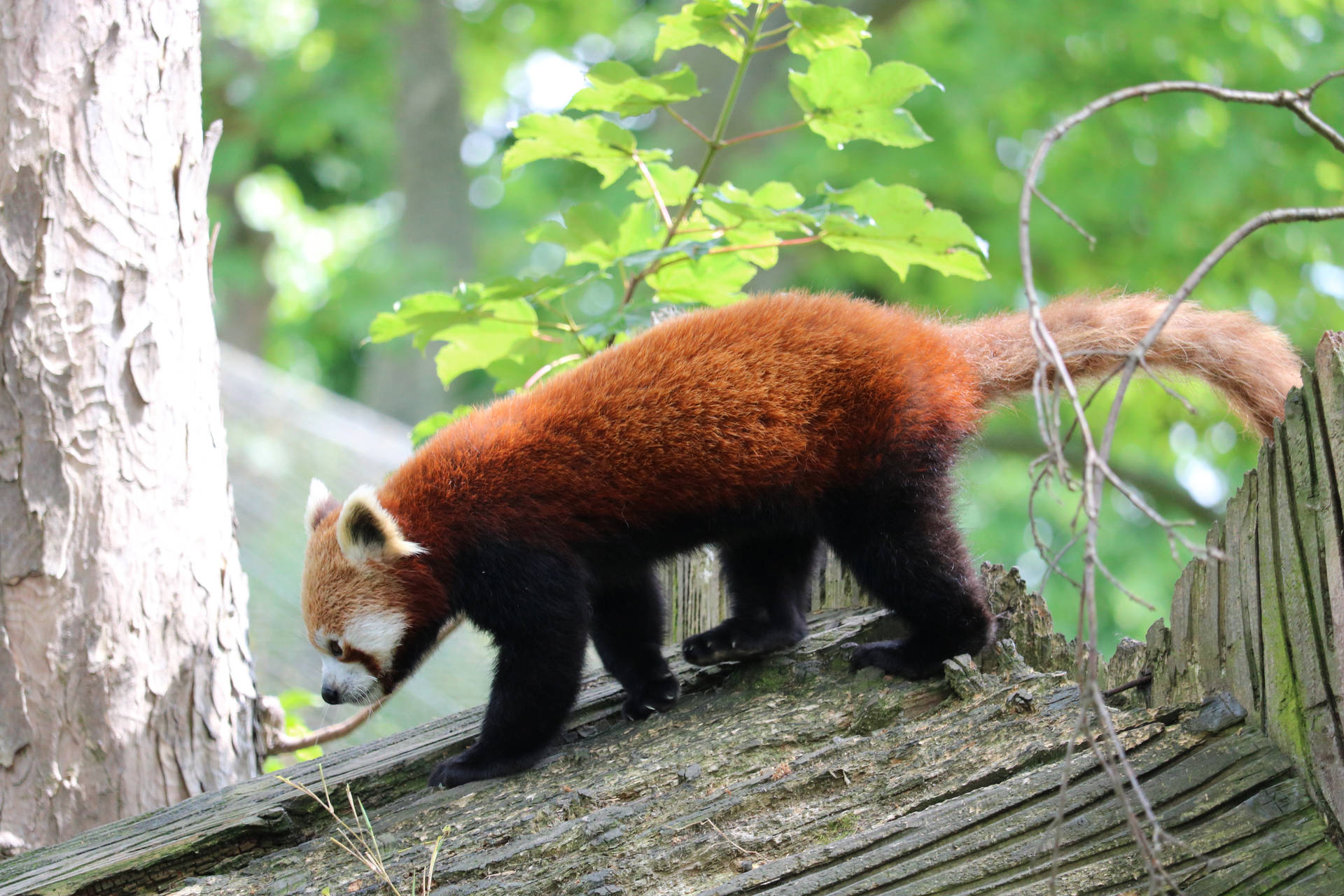 Red Panda Walking On Wood Background