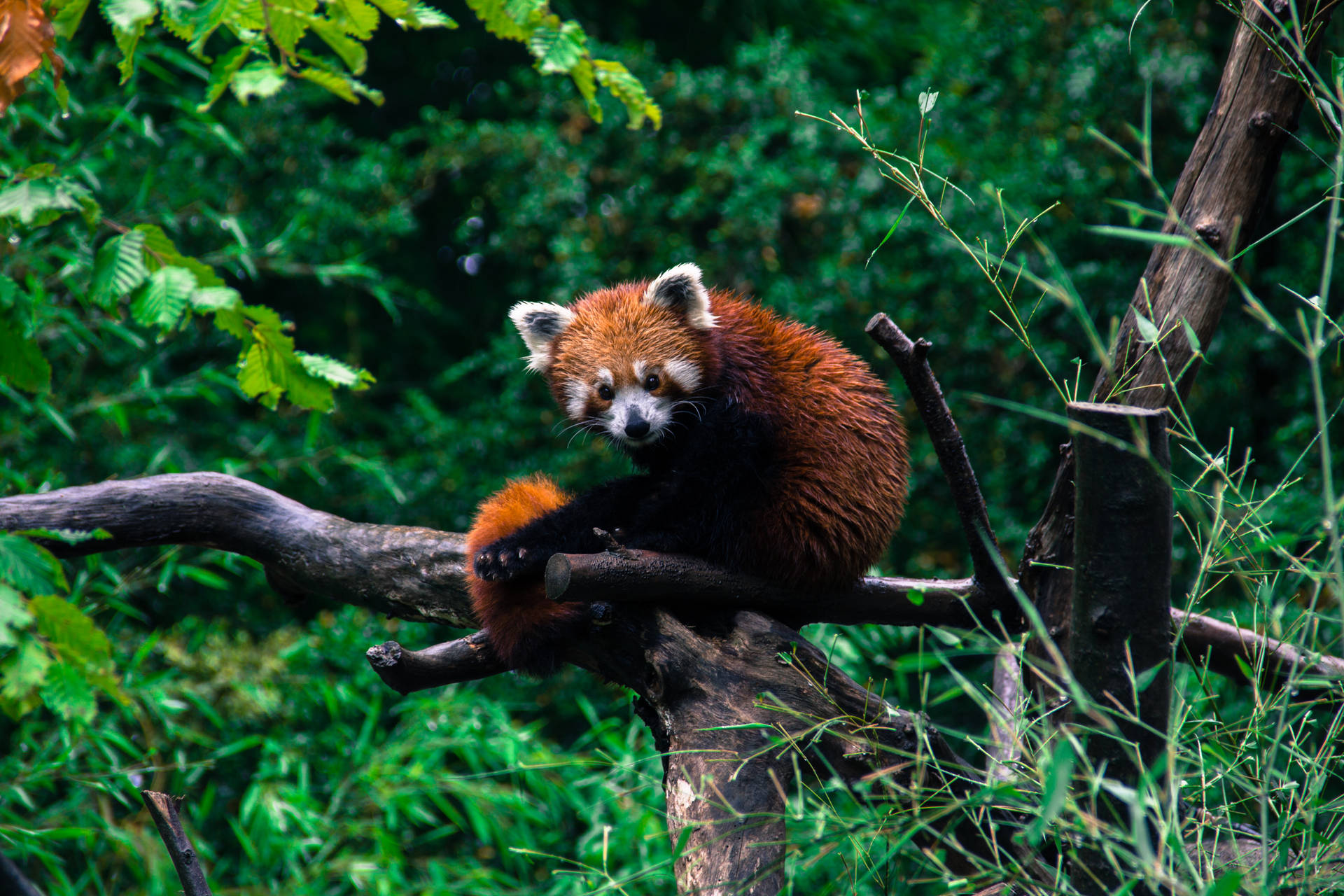 Red Panda Wet Red Fur Background