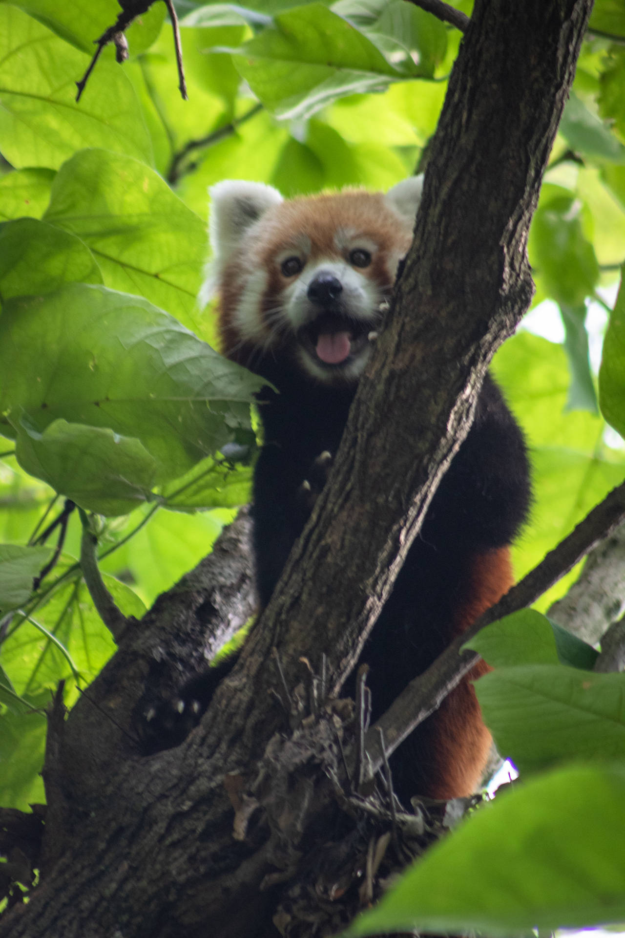 Red Panda With Big Green Leaves Background