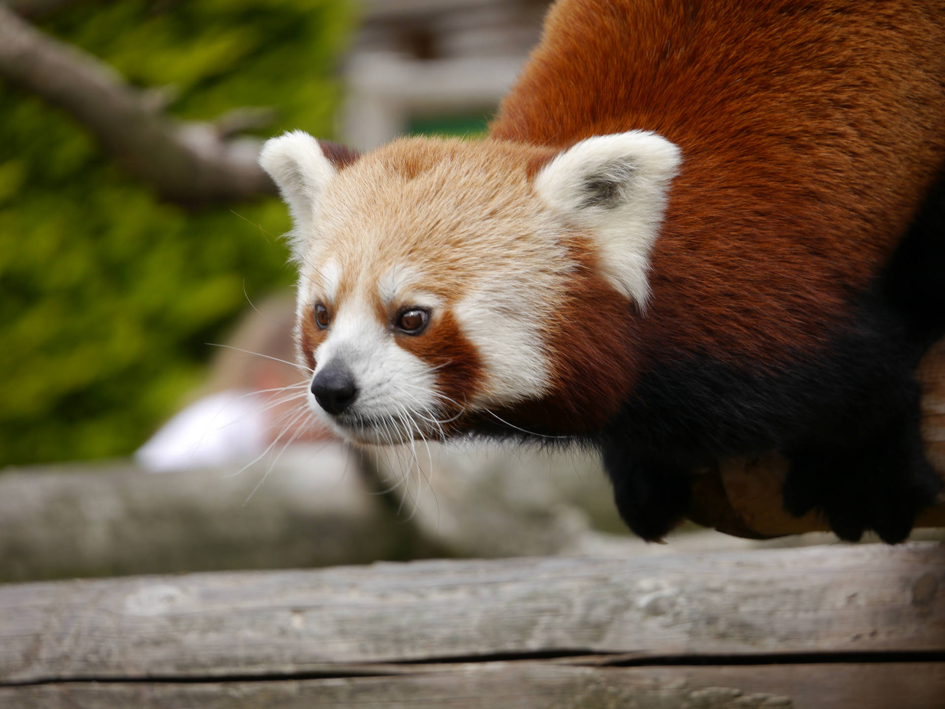 Red Panda With White Face Pattern Background