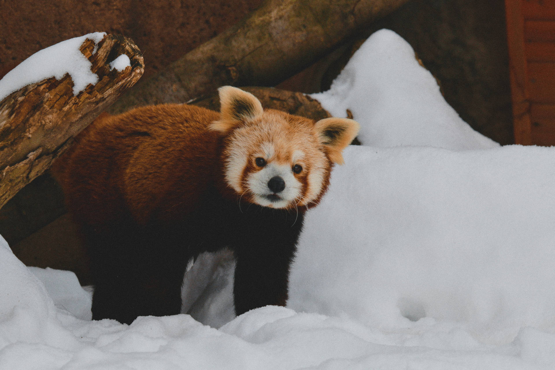 Red Panda With White Snow Background