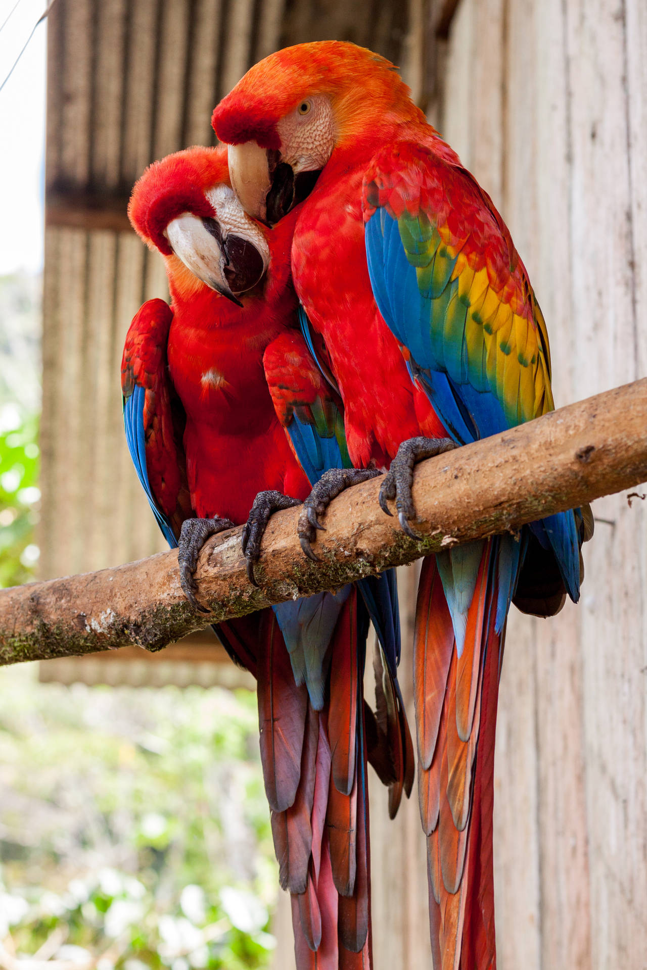Red Parrot Bird Couple Background