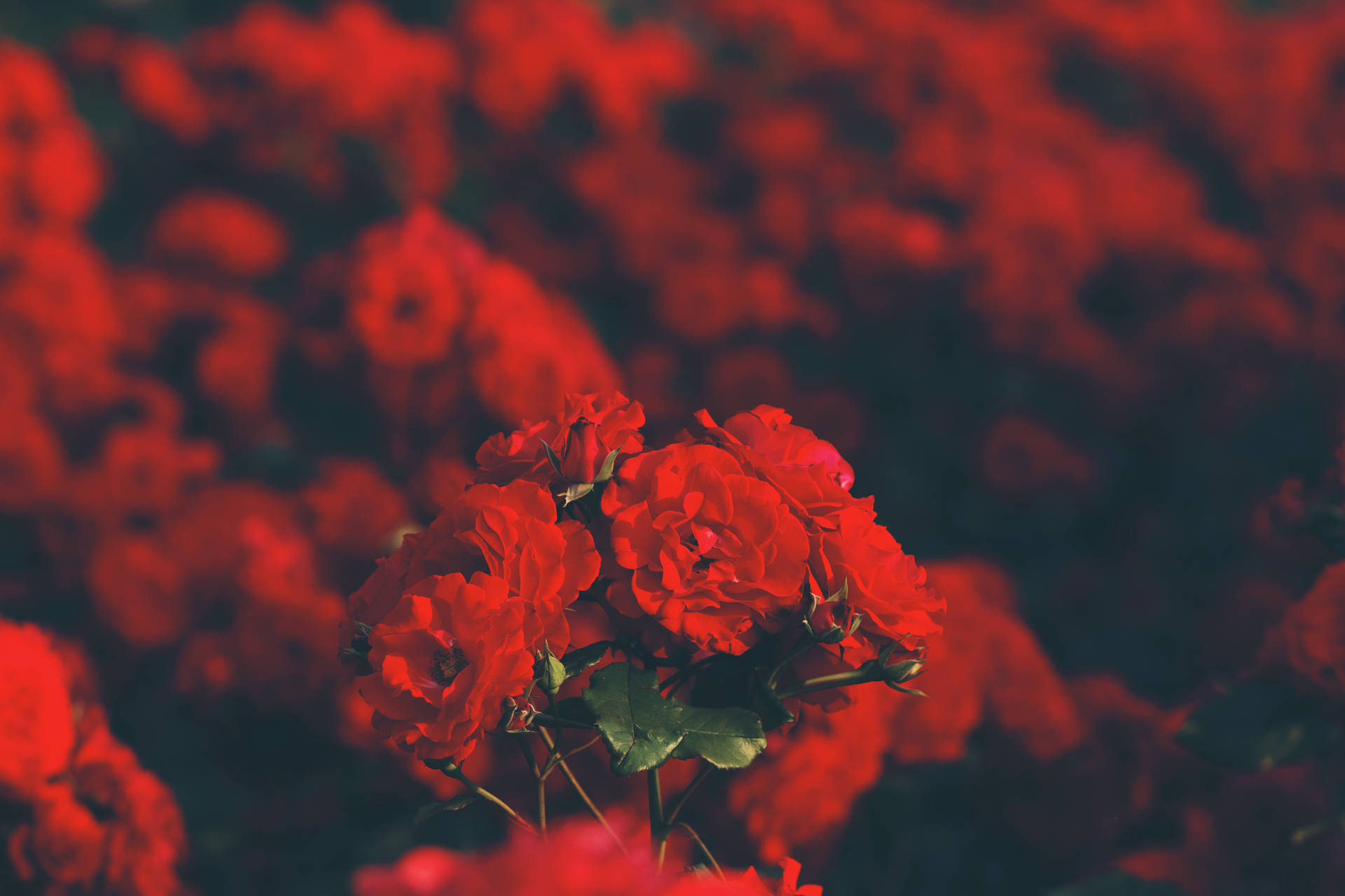 Red Petals Of Roses Background