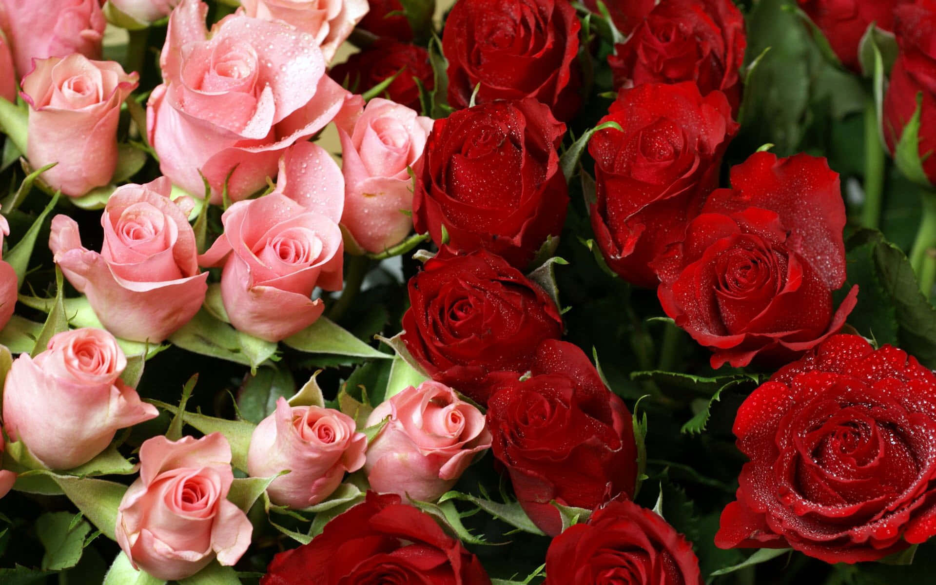 Red & Pink Rose Bouquet Flowers Background