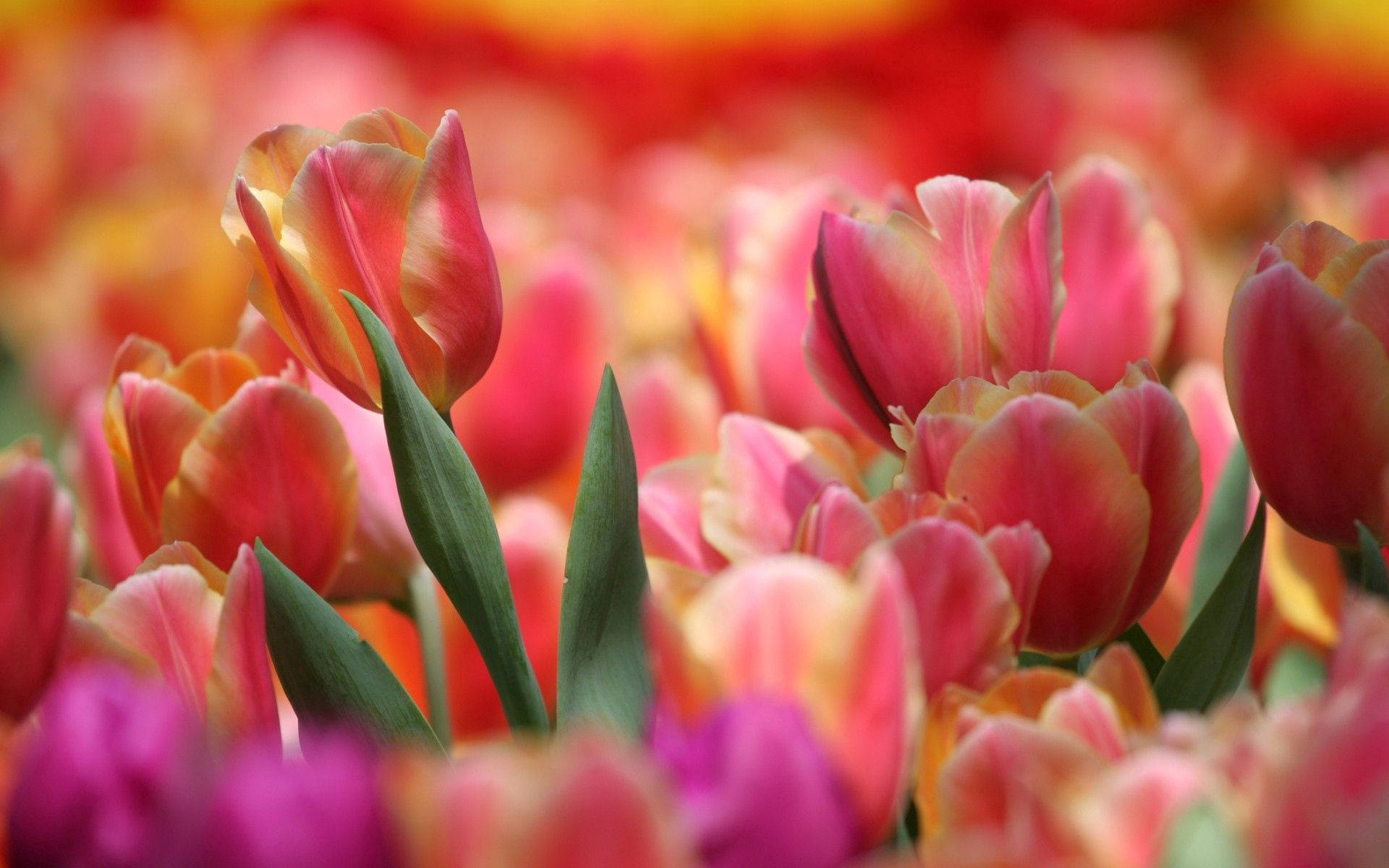 Red Pink Tulip Flowers Background