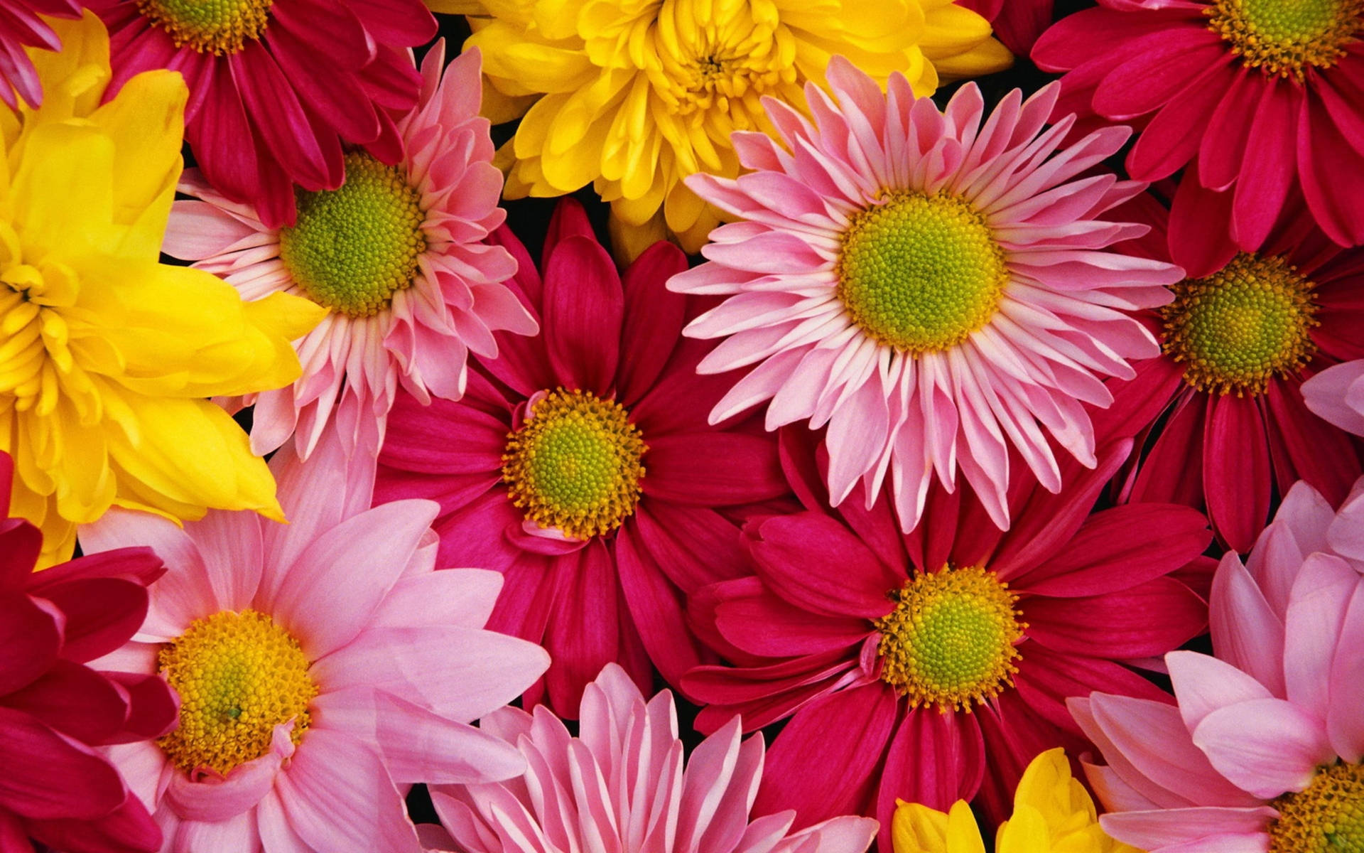 Red Pink Yellow Chrysanthemums Background