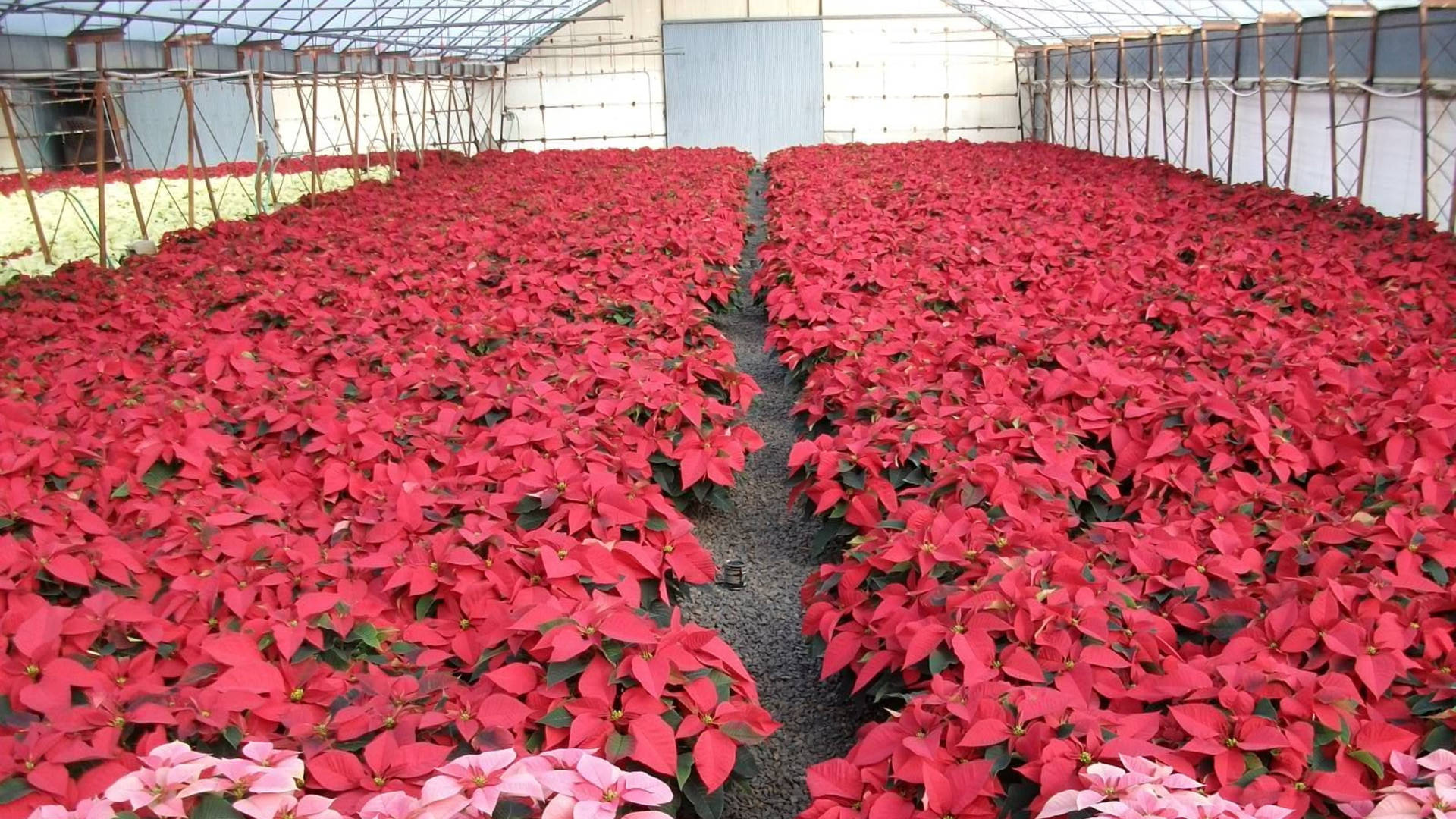 Red Poinsettia Greenhouse Background