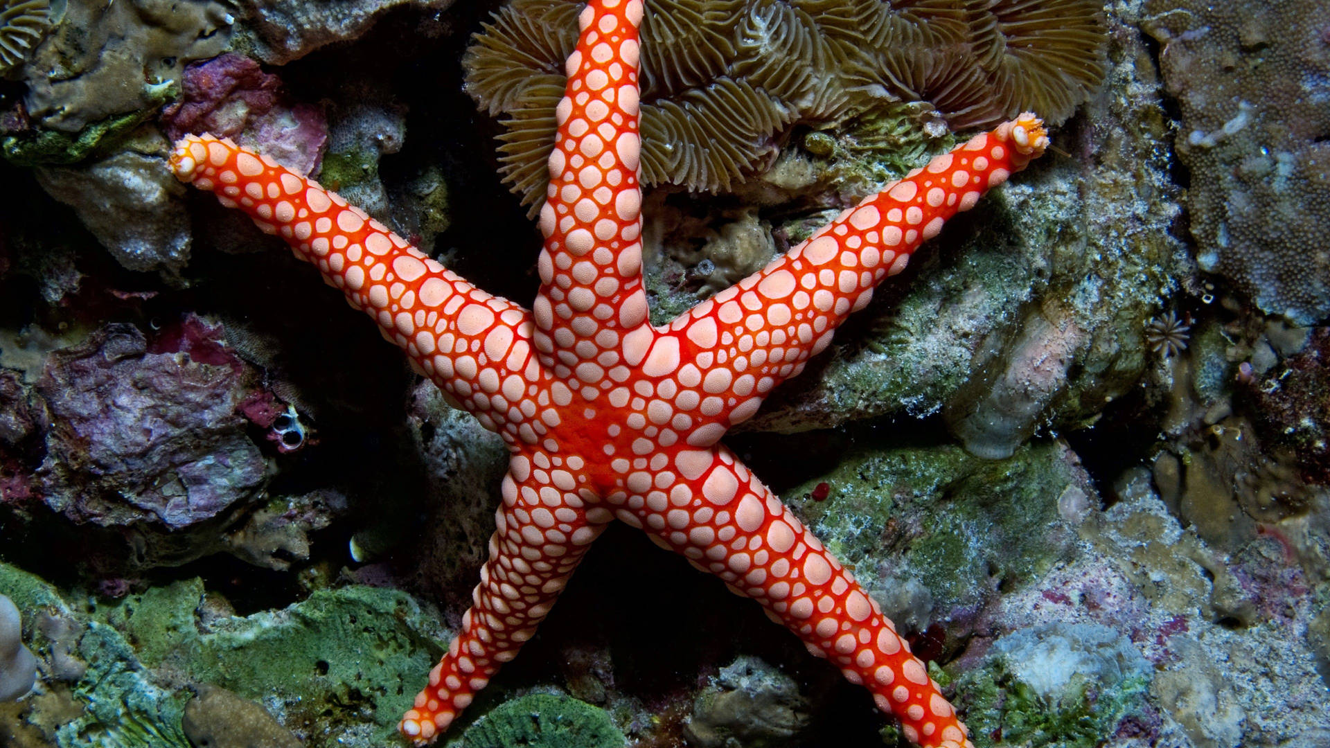 Red Polka Dots Starfish Background