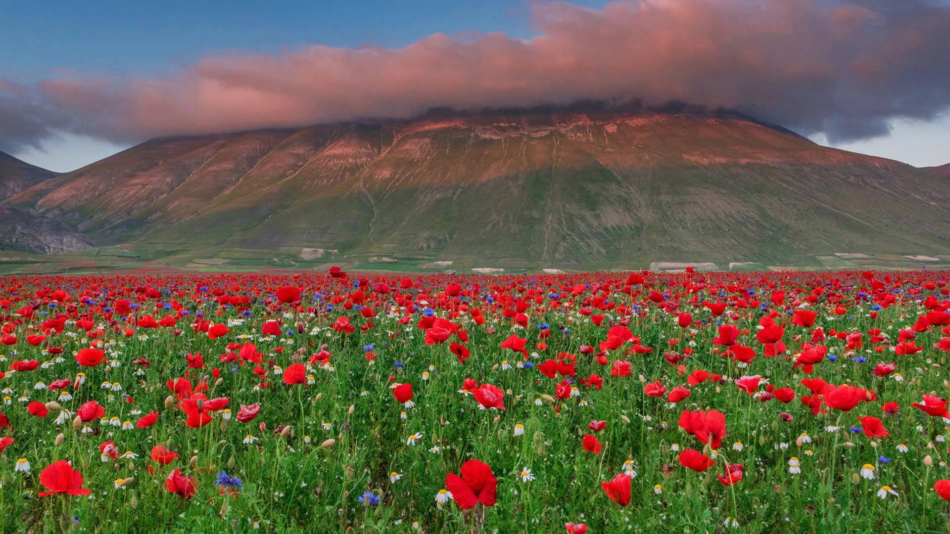 Red Poppies In Italy