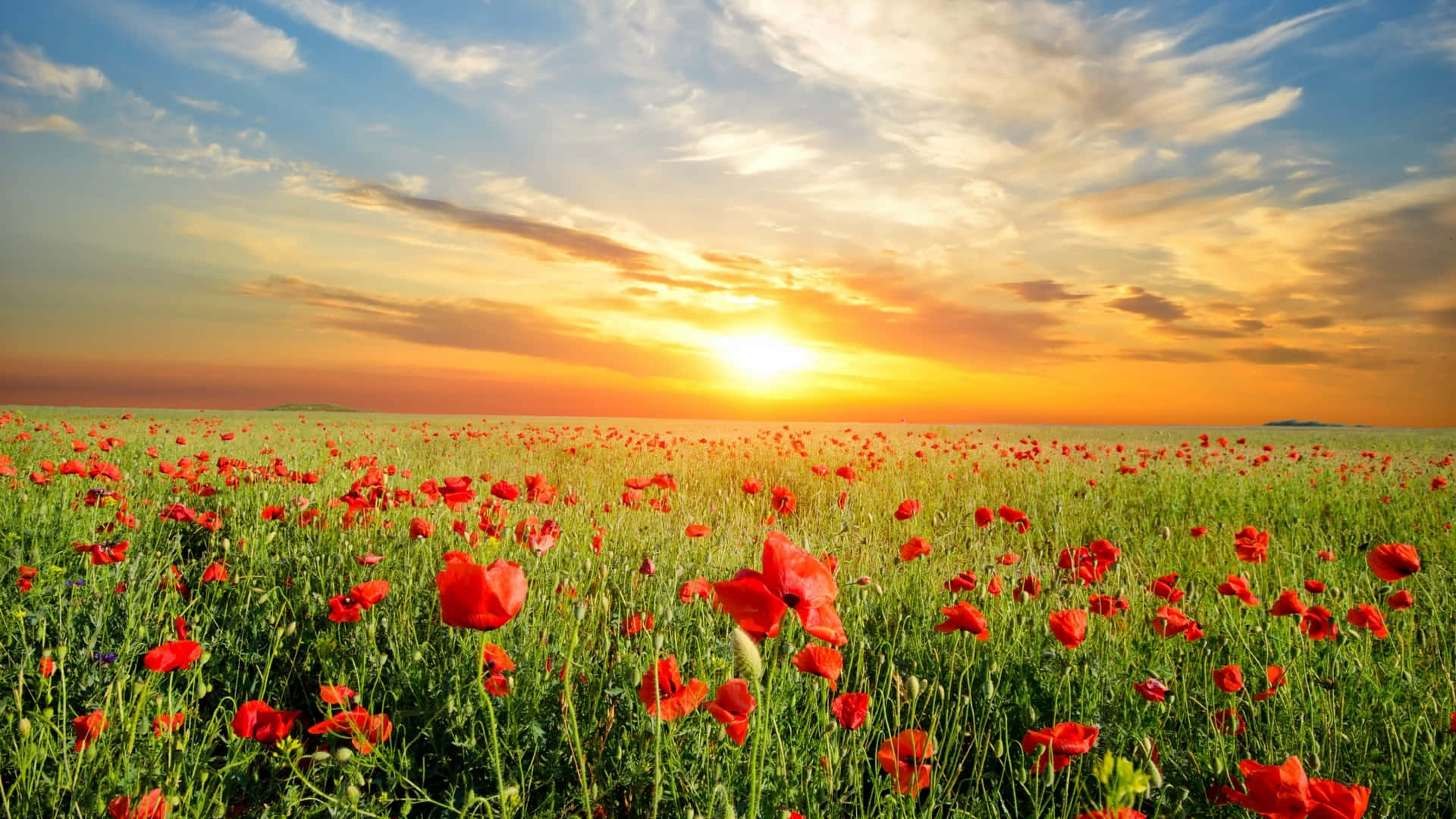 Red Poppies In The Field At Sunset Background