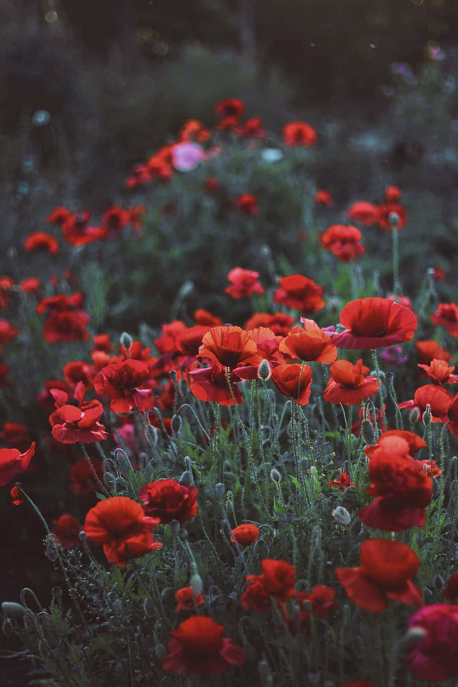 Red Poppies In The Field Background