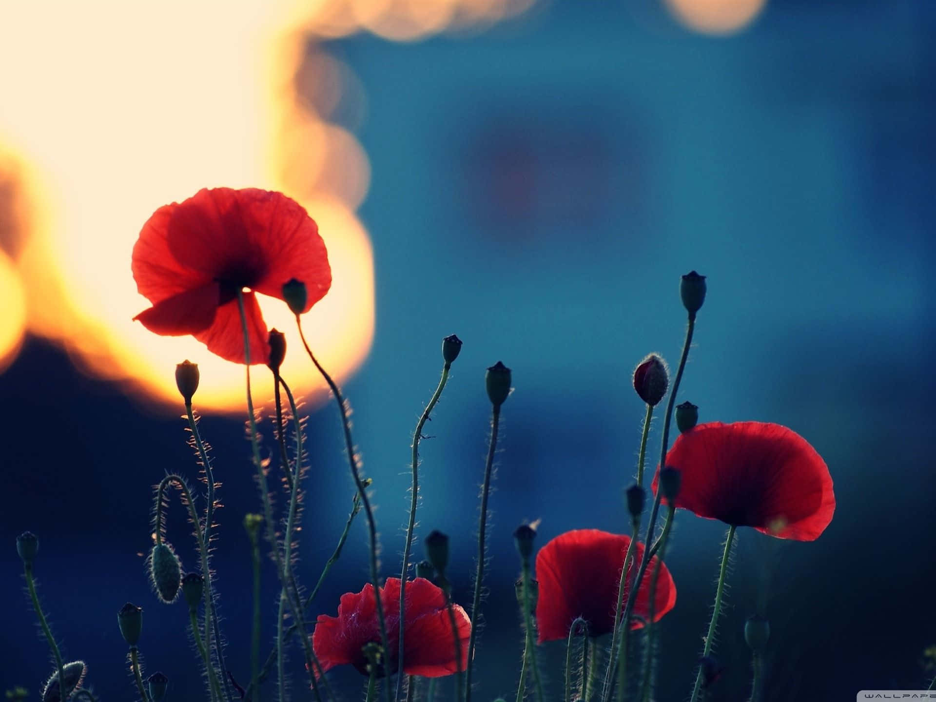 Red Poppies In The Sun Background