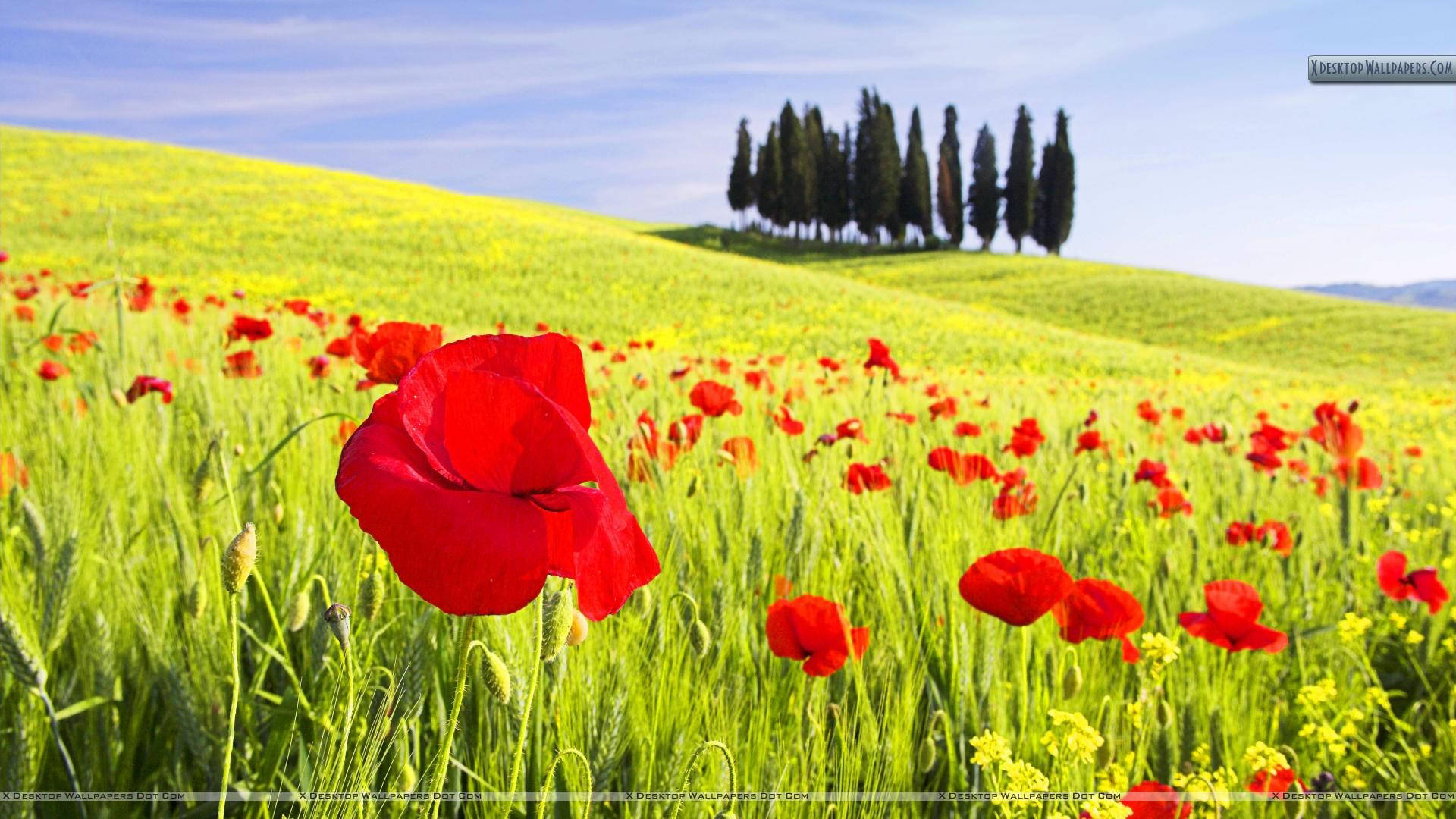 Red Poppy Field In Tusccany Background