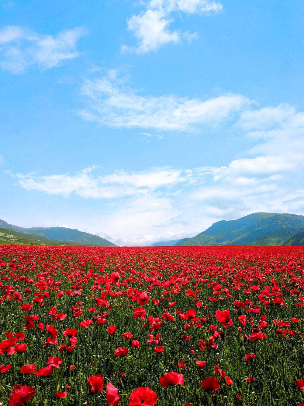 Red Poppy Flower Field Background