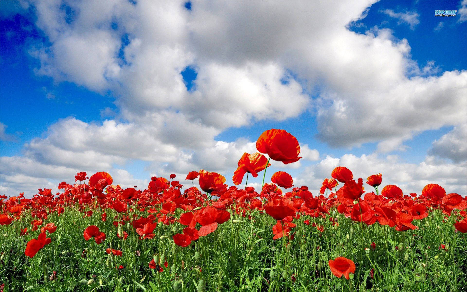 Red Poppy Flower Field Cloudy Day Background