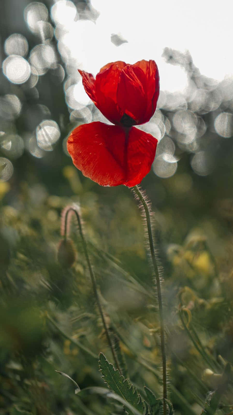 Red Poppy Flower Nature Android Hd Background