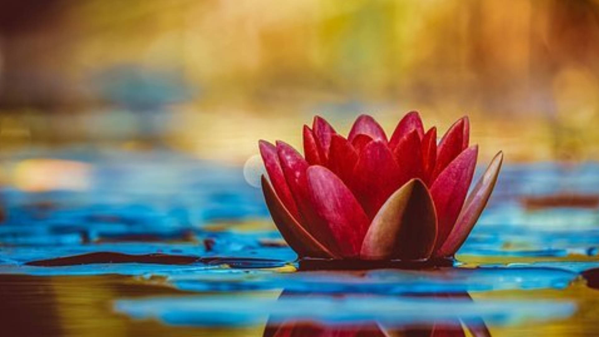 Red Pygmy Water Lily Background