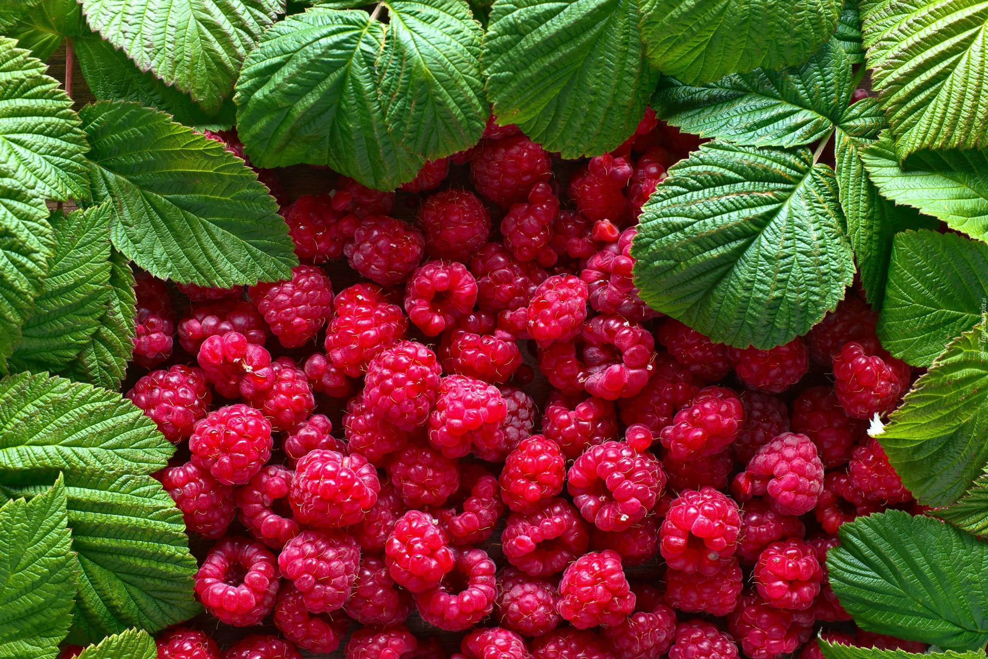 Red Raspberries With The Leaves Background