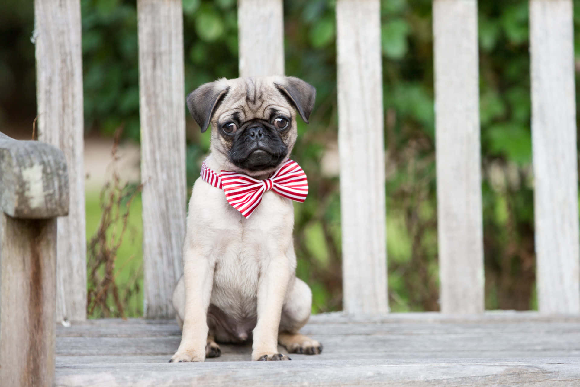 Red Ribbon Pug Dog Background