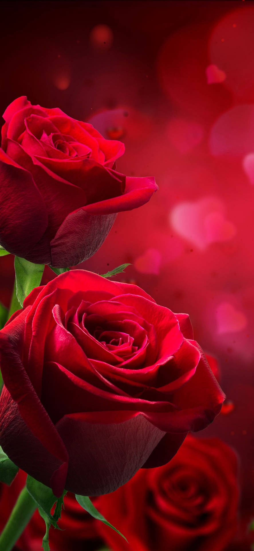 Red Romantic Rose Portrait Background