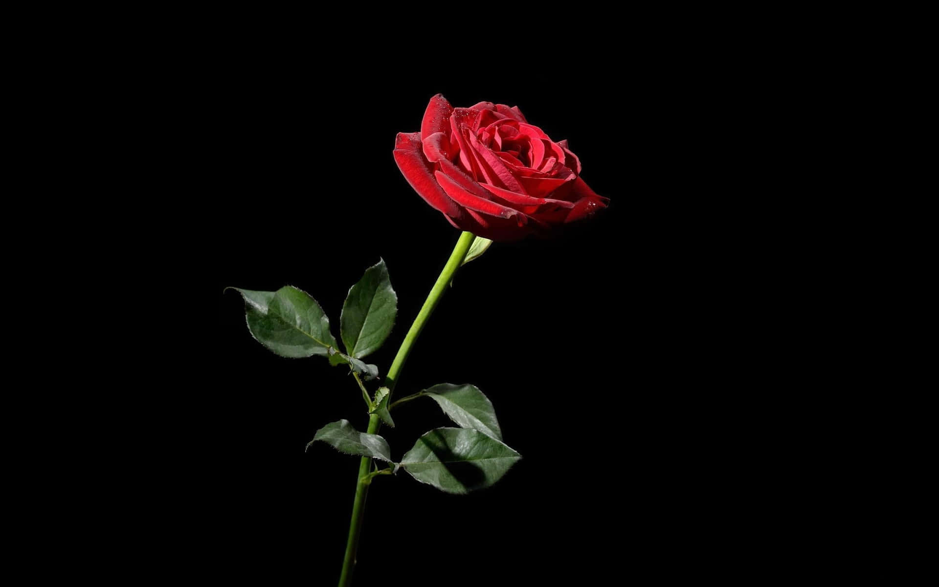 Red Rose Aesthetic Black