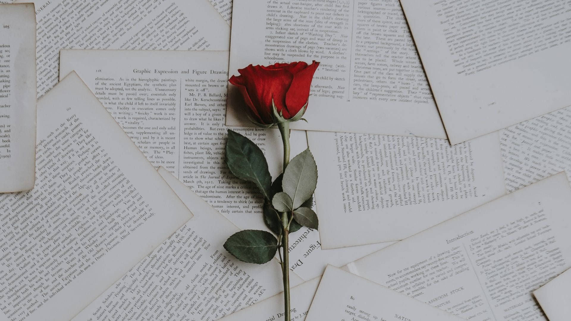 Red Rose Aesthetic Book Desktop