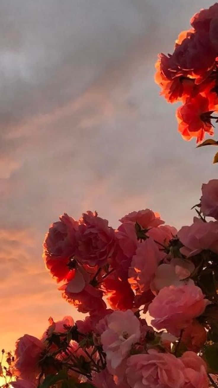 Red Rose Aesthetic During Sunset