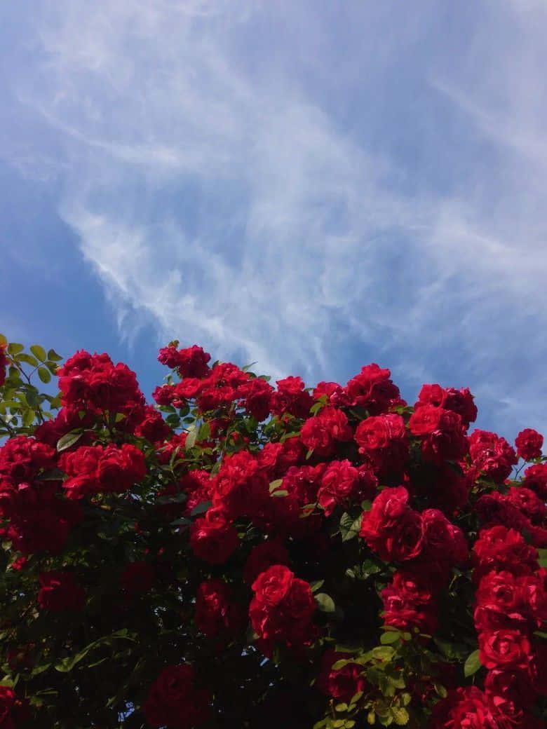 Red Rose Aesthetic In The Sky