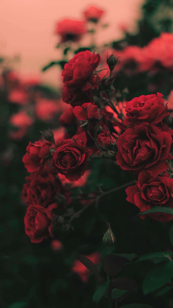 Red Rose Aesthetic Lightroom Preset