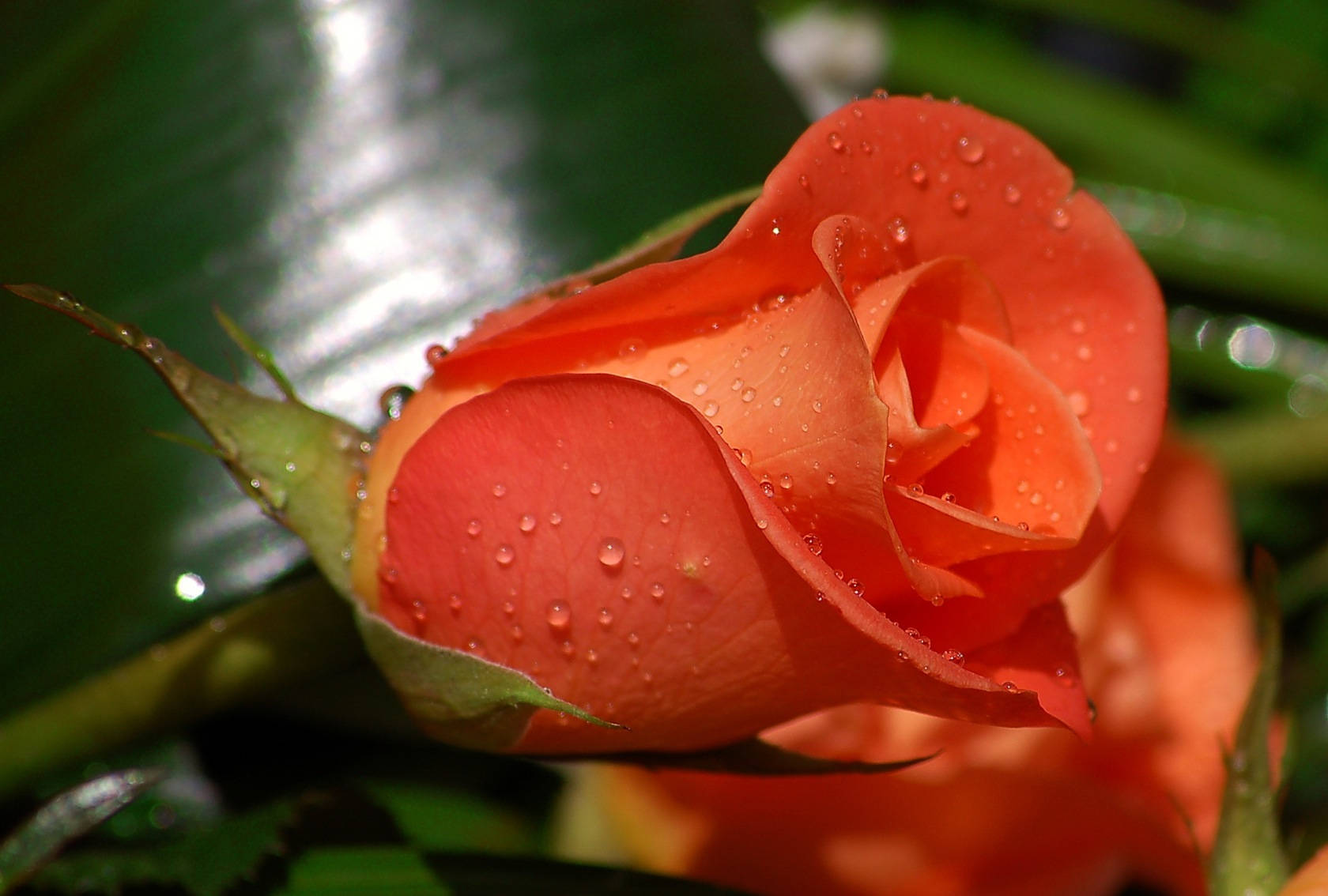 Red Rose Against Big Blurry Leaf Background