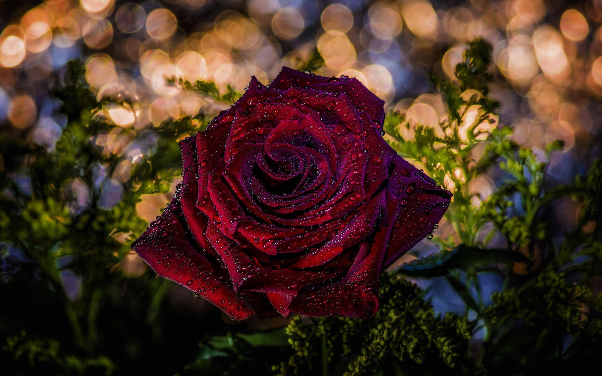 Red Rose Against Bokeh Lights Background