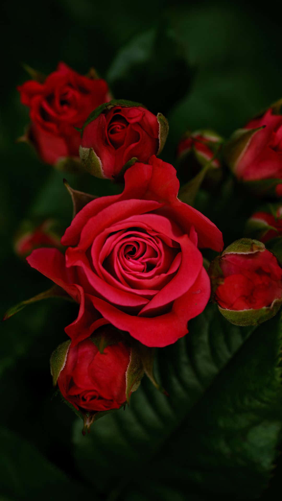 Red Rose Against White Wall Background
