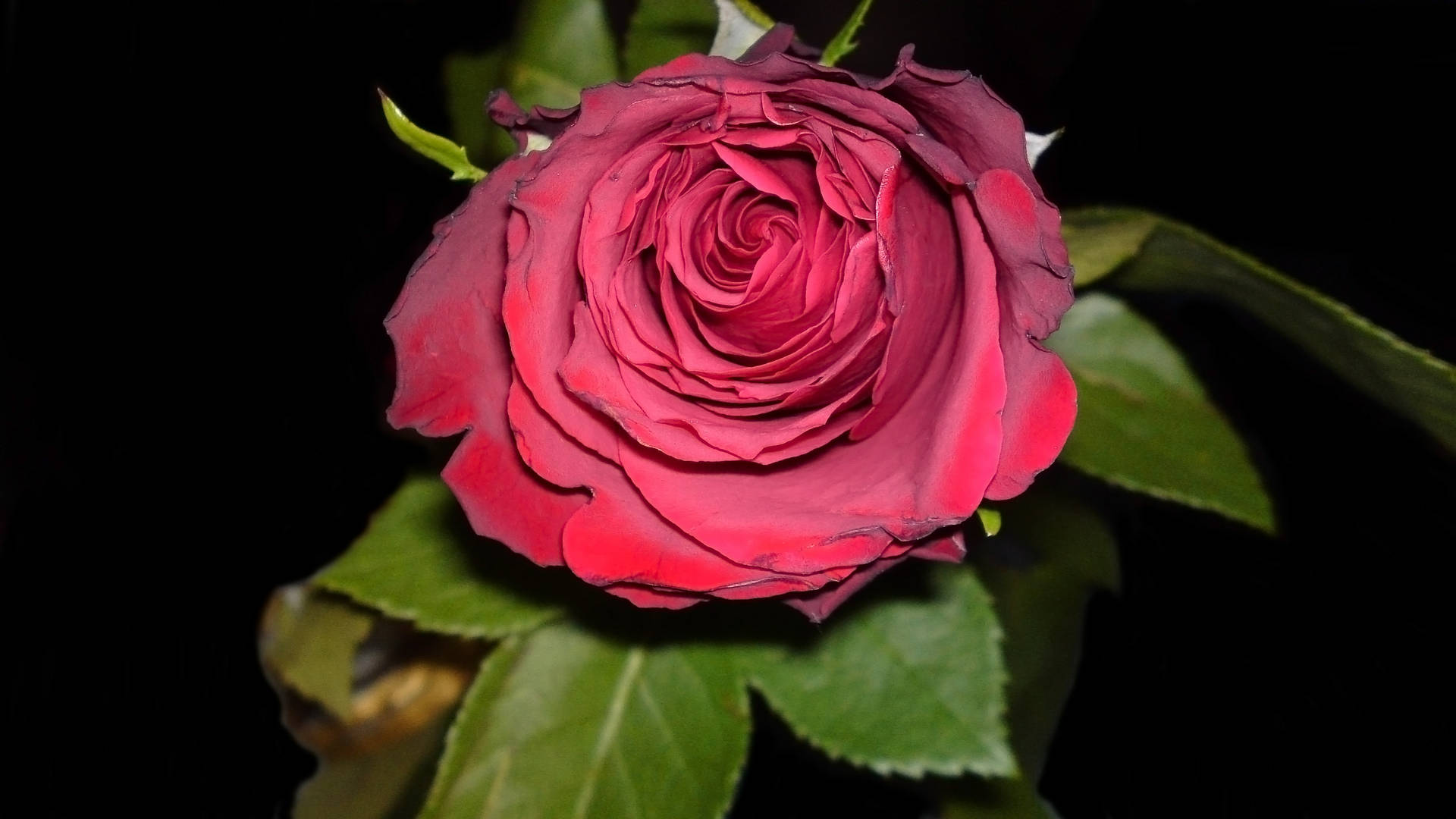 Red Rose At Night Background