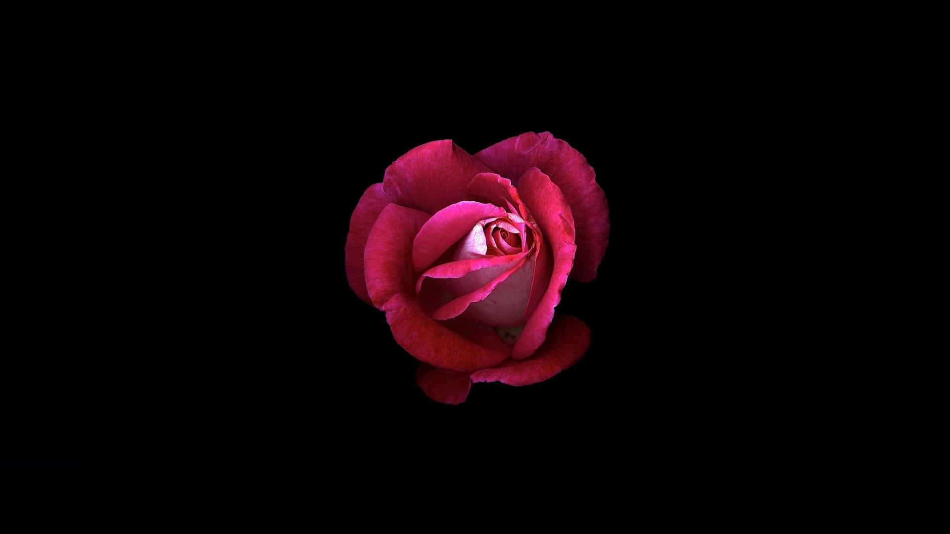 Red Rose Black Background4 K