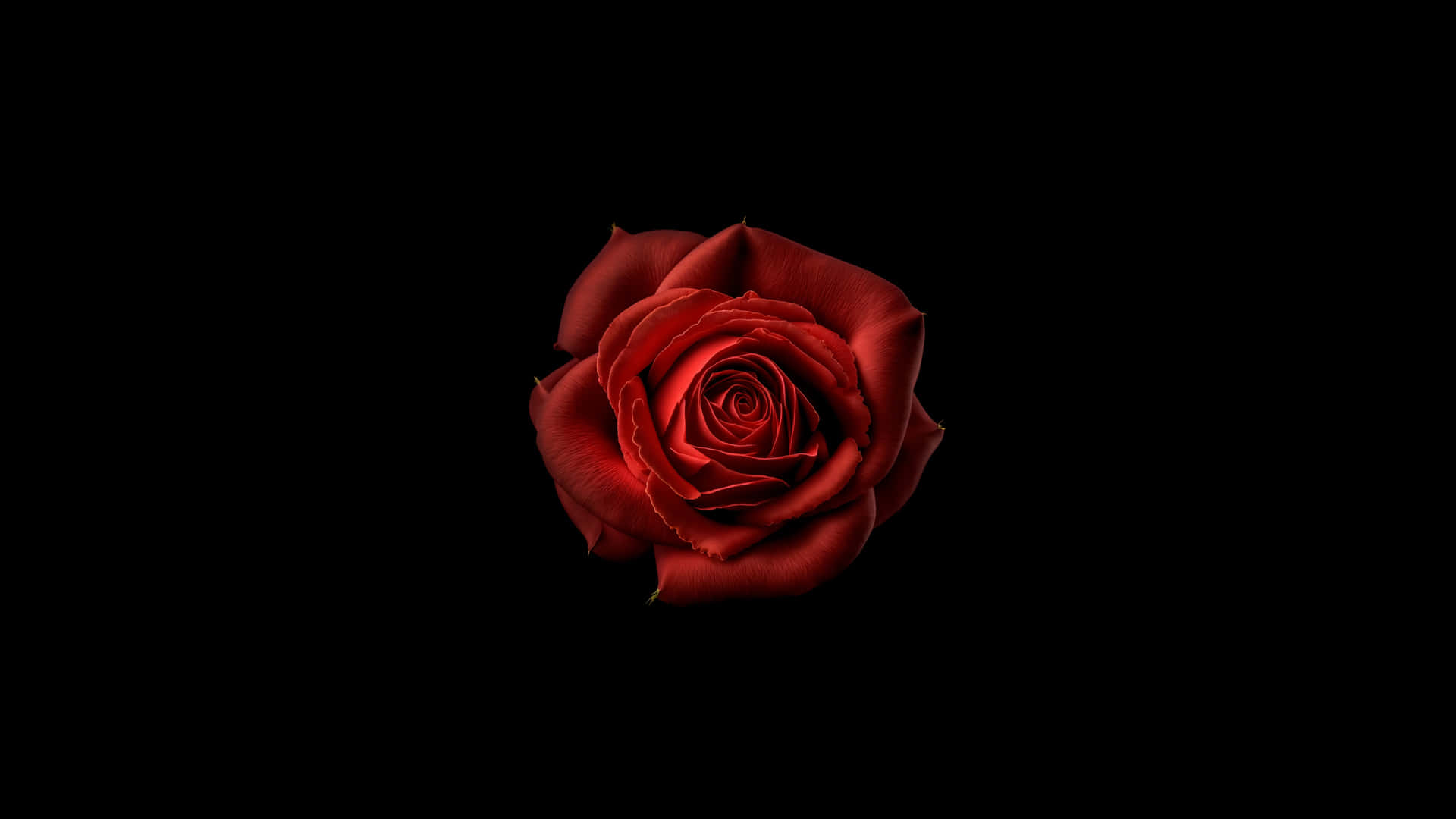 Red Rose Black Background4 K