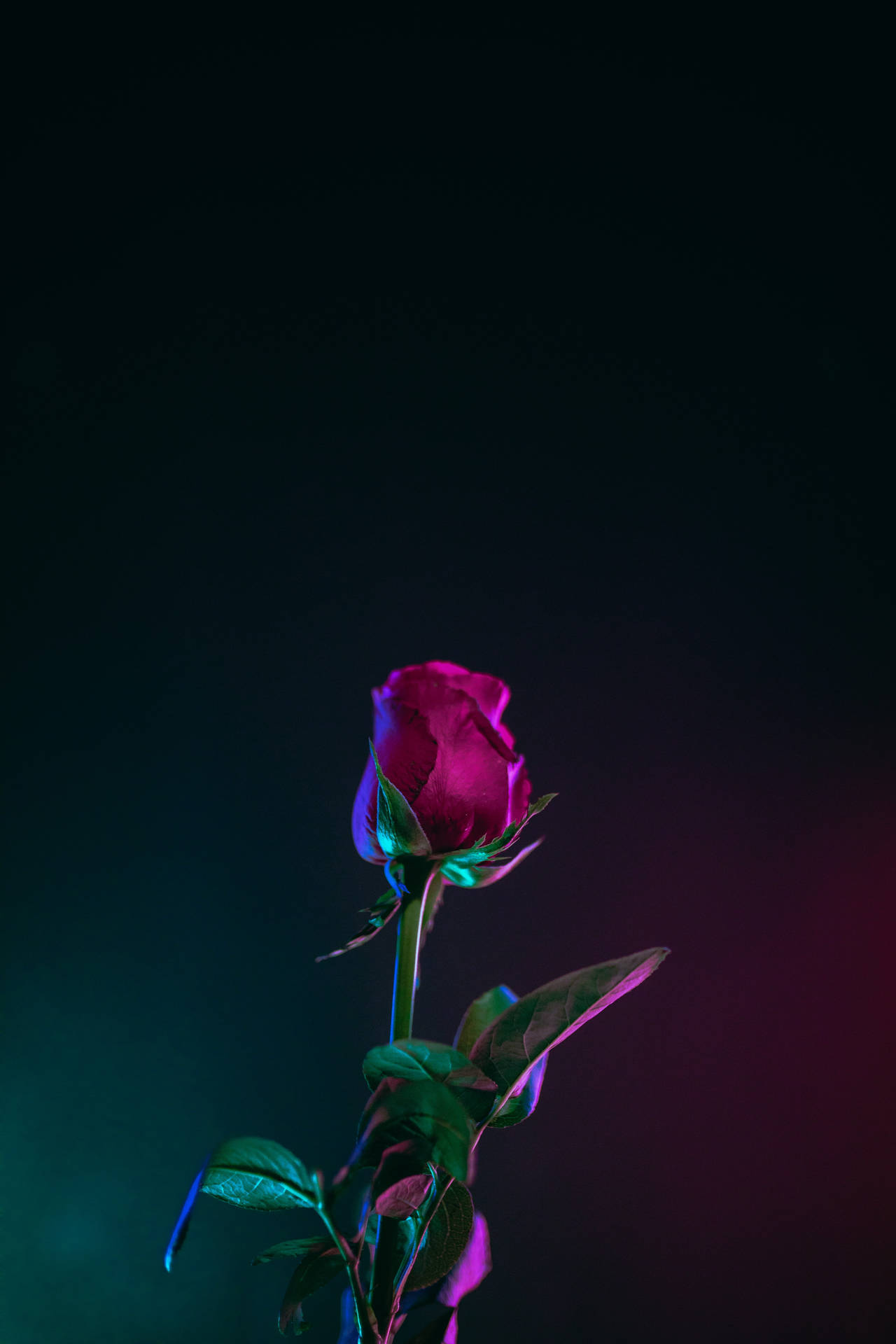 Red Rose Bud 4k Iphone 11 Background