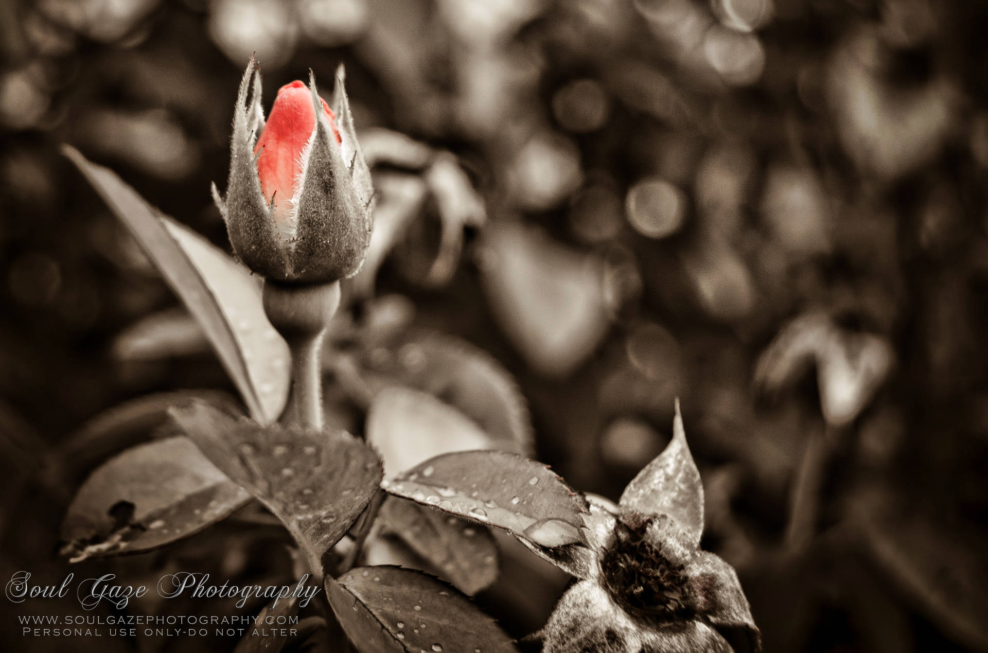 Red Rose Bud With Selective Color Effect Background