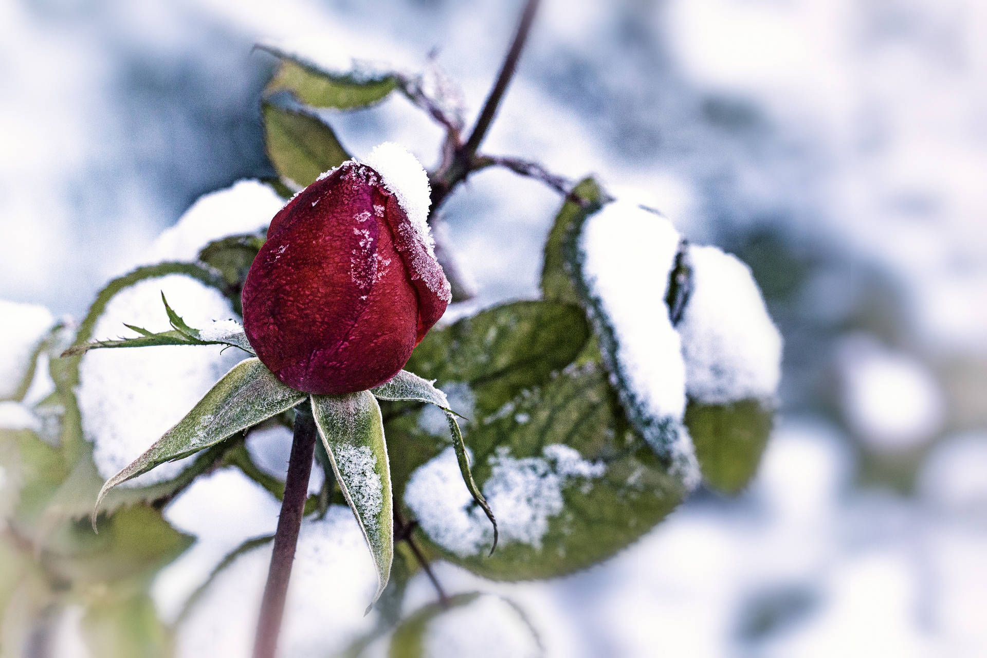 Red Rose Bud With Snow Background