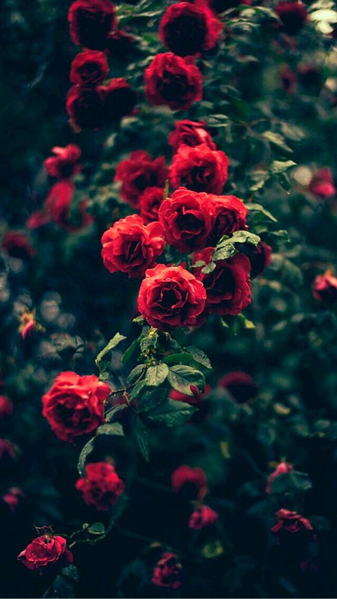 Red Rose Bush With Green Leaves Indie Phone Background