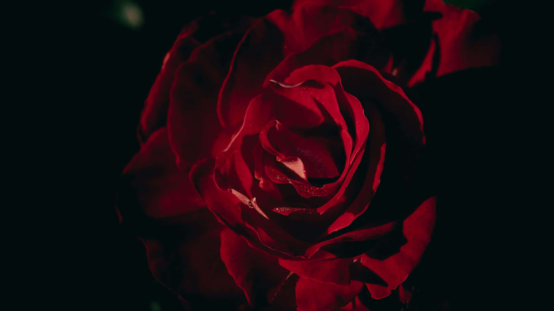 Red Rose Dark Background4 K