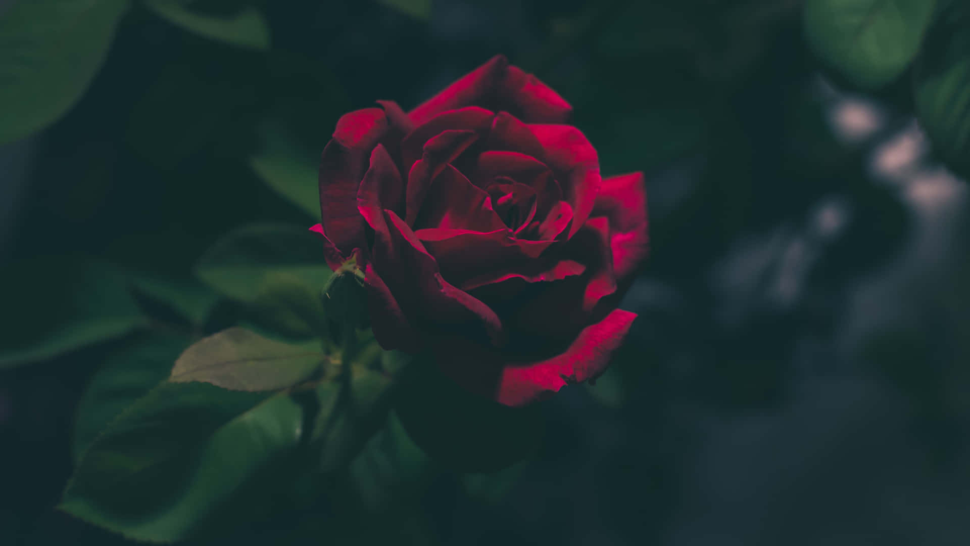 Red Rose Dark Background4 K