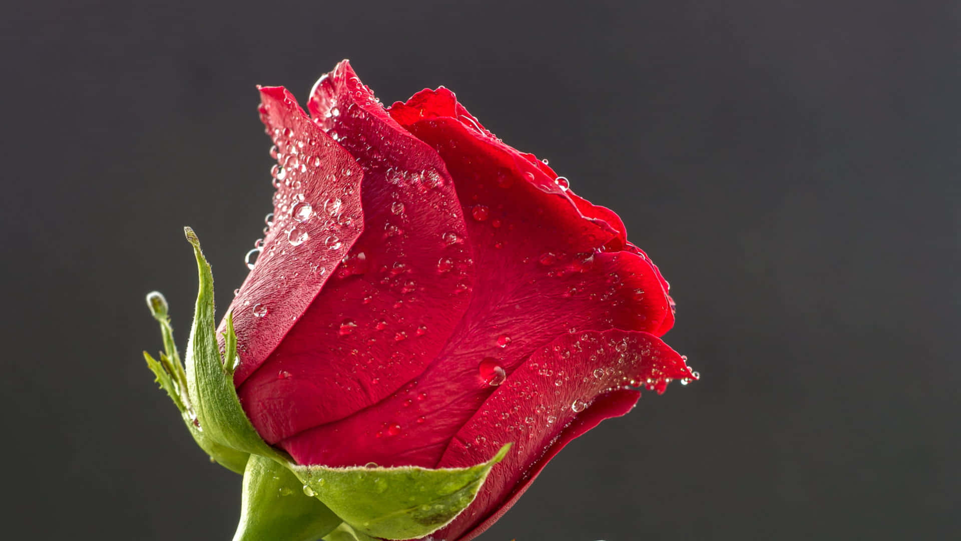 Red Rose Dew Drops4 K