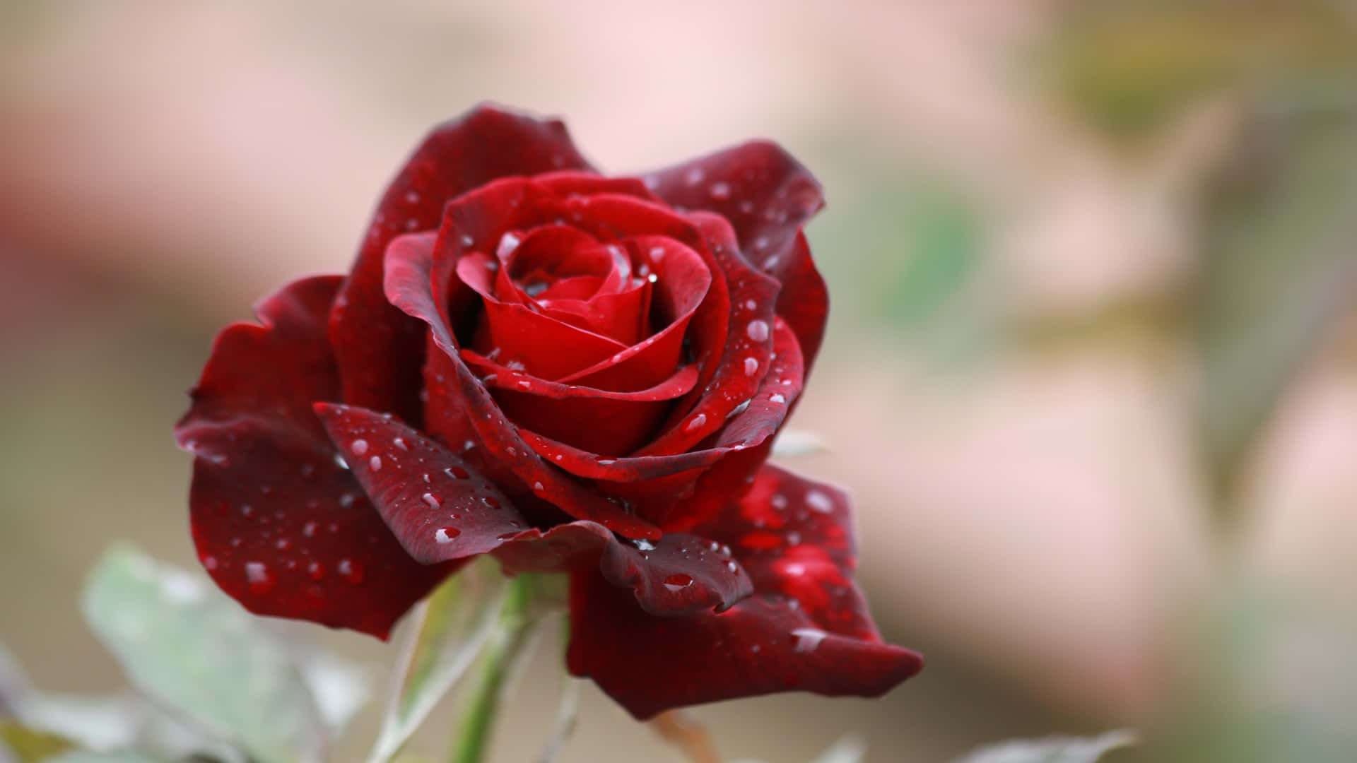Red Rose Dewdrops4 K