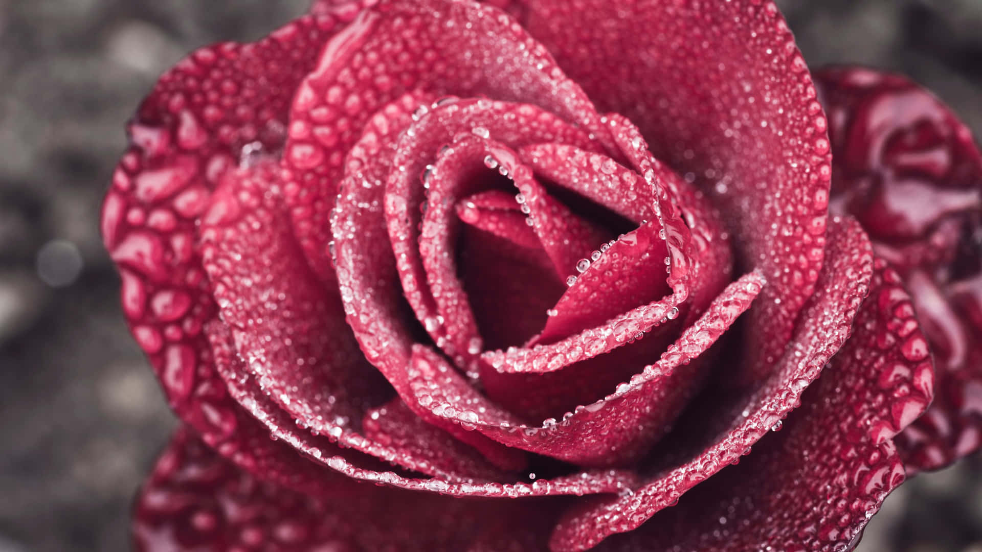 Red Rose Dewdrops4 K